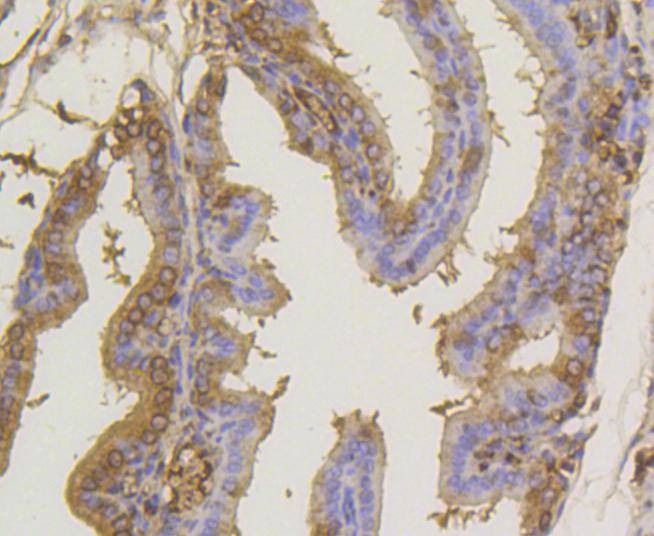 Anti-SUMO1 Antibody (3N929)