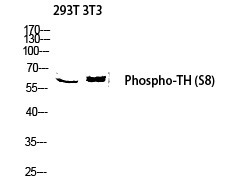 Anti-Phospho-TH (Ser8) Polyclonal Antibody