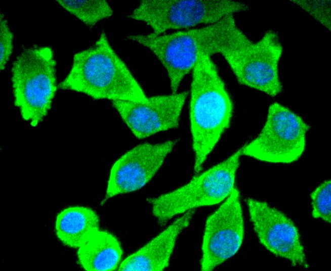 Anti-MAPT Antibody (8Y33)