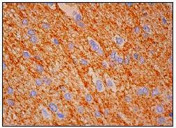 Anti-Thy1/CD90 Antibody (2F250)