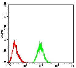 Anti-THAP1 Antibody (8N883)