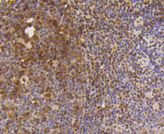 Anti-SUMO1 Antibody (3N929)