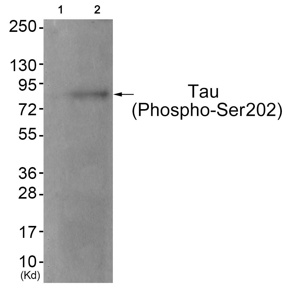 Anti-Phospho-MAPT (Ser202) Polyclonal Antibody