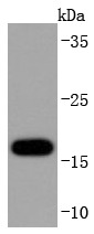 Anti-SOD1 Antibody (4Y683)