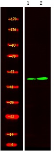 Anti-Phospho-STYK1/NOK (Tyr327) Polyclonal Antibody