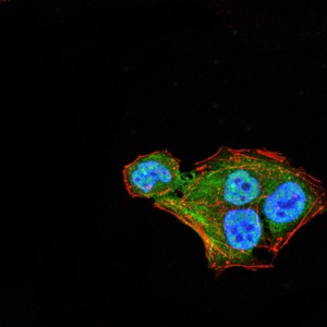 Anti-THAP1 Antibody (8N883)