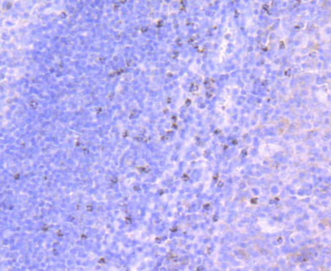 Anti-TIA1 Antibody (9Q940)