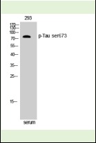 Anti-Phospho-MAPT (Ser673) Polyclonal Antibody
