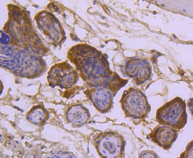 Anti-SUMO3 Antibody (9E189)