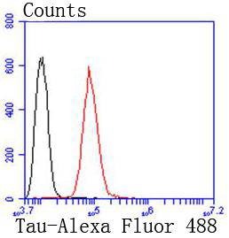 Anti-MAPT Antibody (8Y33)