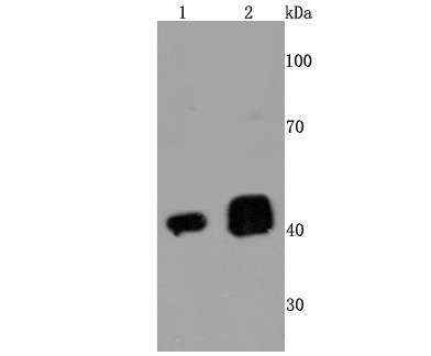 Anti-TARDBP Antibody (8Y416)