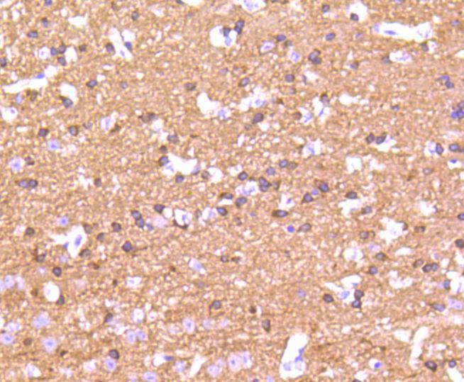 Anti-MAPT Antibody (7J208)