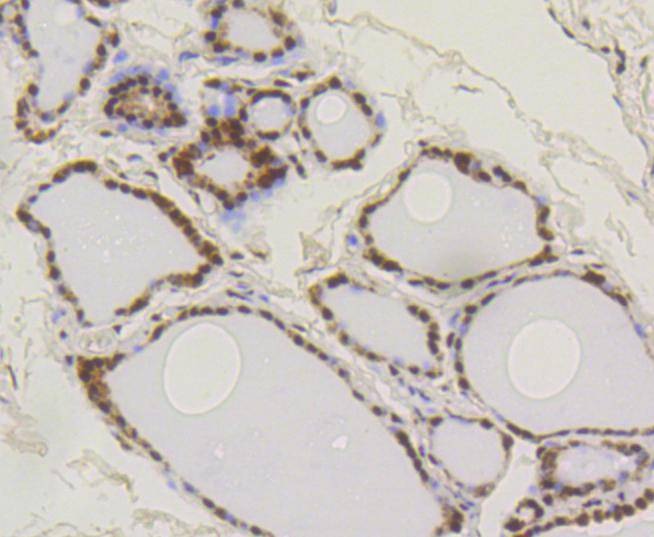 Anti-SUMO1 Antibody (3N929)