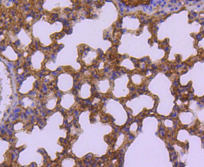 Anti-SUMO3 Antibody (9E189)