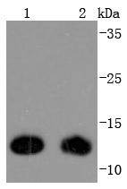 Anti-Thioredoxin/TRX Antibody (2M628)