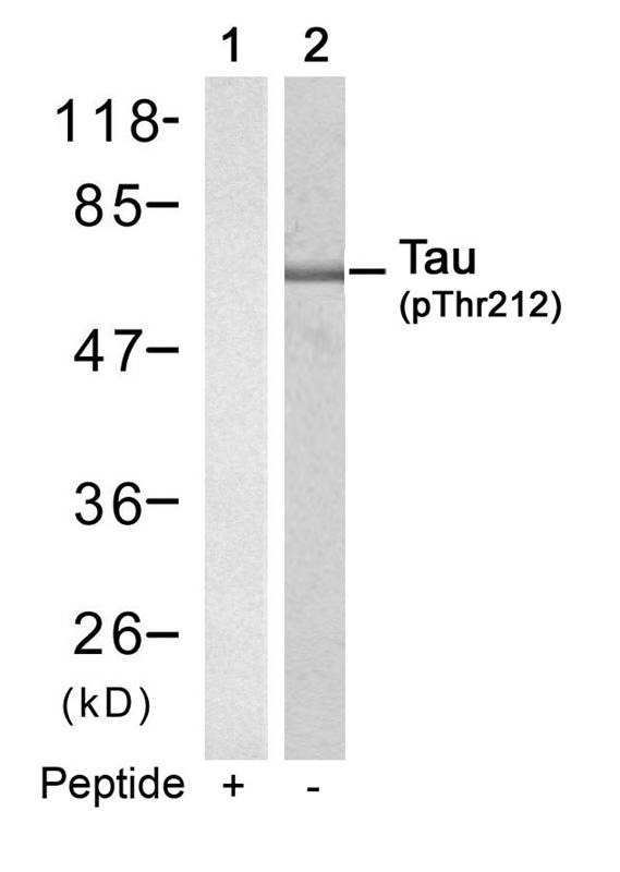 Anti-Phospho-MAPT (Thr212) Polyclonal Antibody