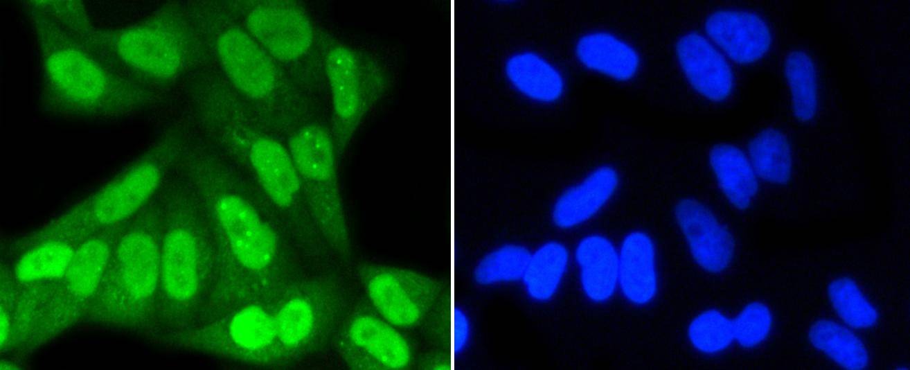 Anti-SUMO1 Antibody (3N929)