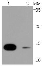 Anti-SUMO4 Antibody (4W157)