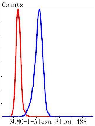Anti-SUMO1 Antibody (3N929)