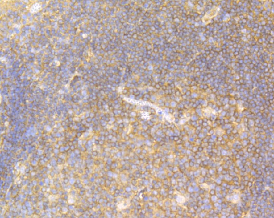 Anti-USP9x Antibody (1N153)