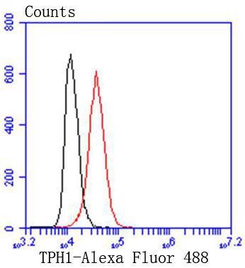 Anti-Tryptophan Hydroxylase 1/TPH-1 Antibody (9H209)