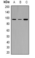 Anti-Phospho-TYRO3/MERTK (Tyr749, 681) Polyclonal Antibody