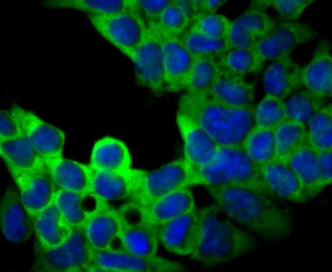 Anti-USP9x Antibody (1N153)