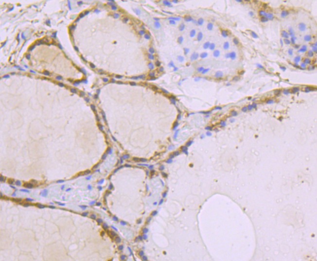 Anti-USP10 Antibody (1T260)
