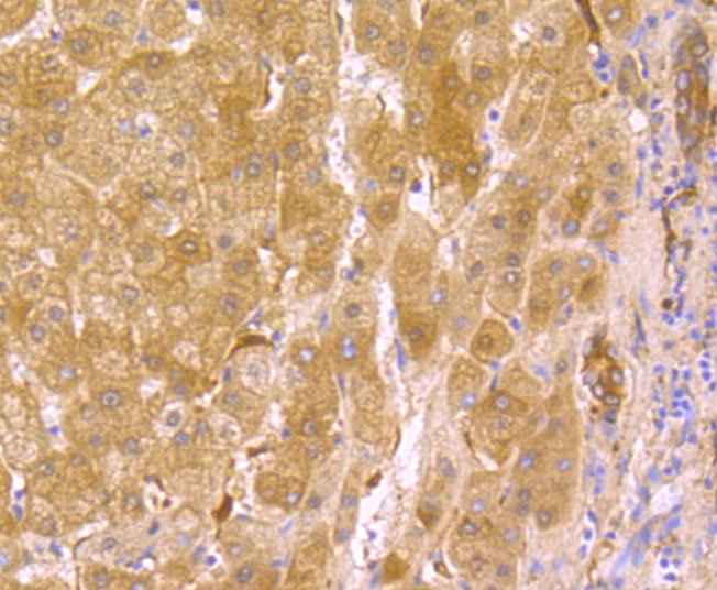 Anti-USP10 Antibody (1T260)