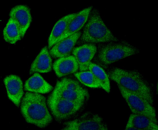 Anti-USP9x Antibody (1N153)
