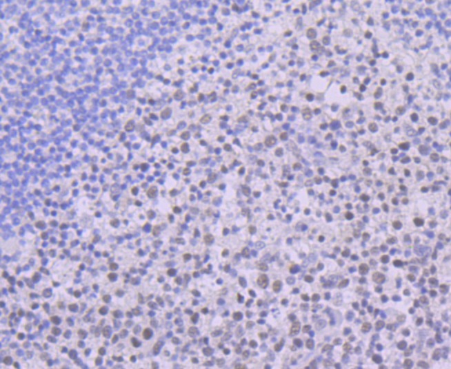 Anti-USP7 Antibody (8N914)