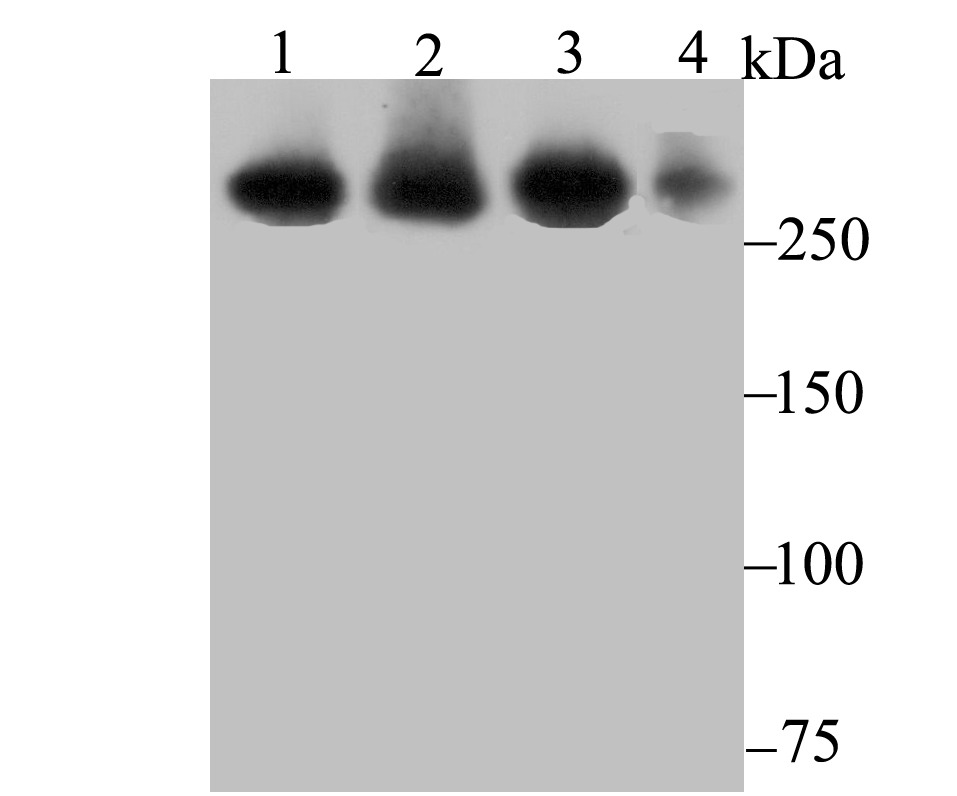 Anti-USP9x Antibody (1N153)