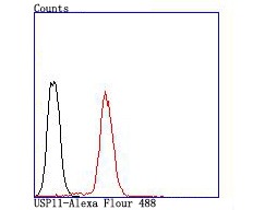 Anti-USP11 Antibody (1W222)