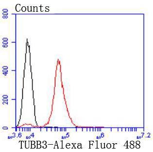 Anti-TUBB3 Antibody (5D159)