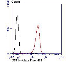 Anti-USP14 Antibody (2A615)