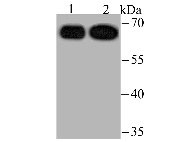 Anti-USP22 Antibody (1F346)