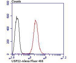 Anti-USP22 Antibody (1F346)