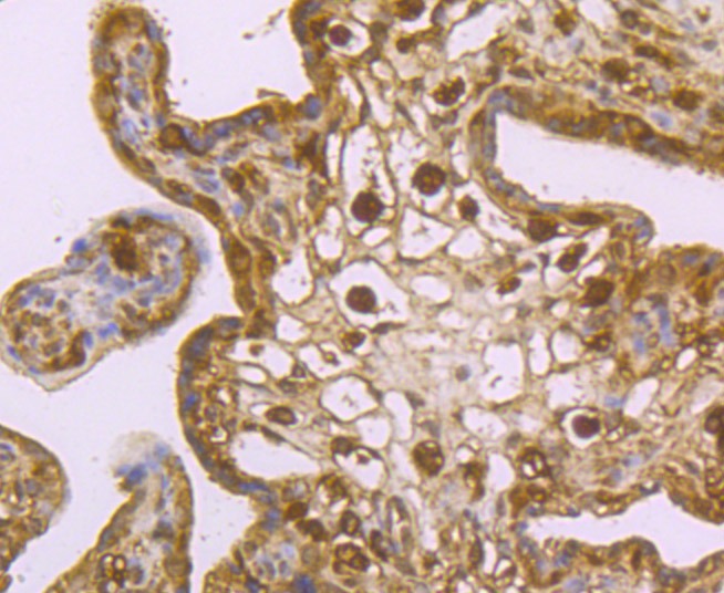 Anti-USP10 Antibody (1T260)
