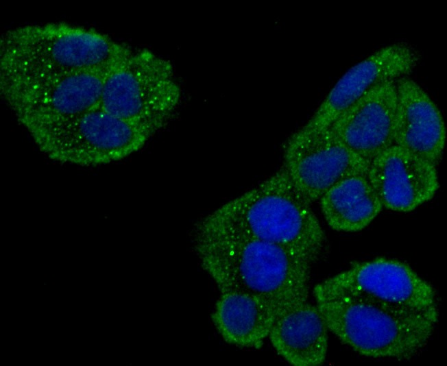 Anti-USP10 Antibody (1T260)