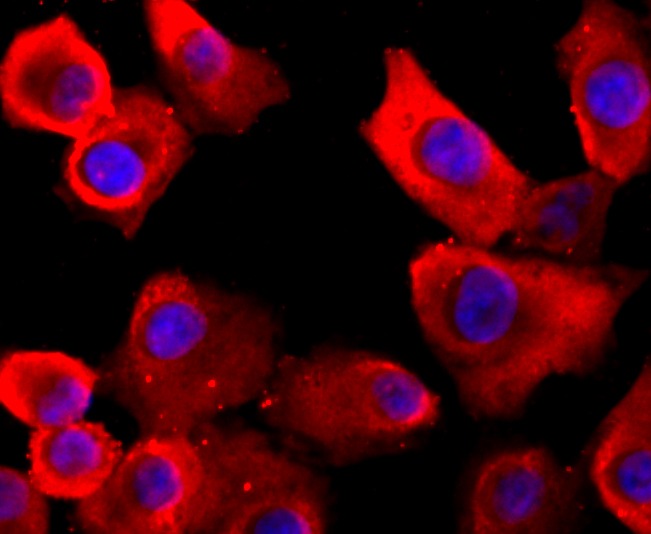 Anti-VCP Antibody (3I403)