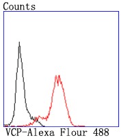 Anti-VCP Antibody (3I403)