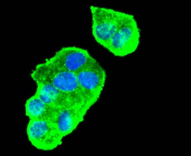 Anti-VEGFA Antibody (8D813)
