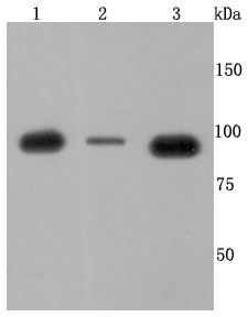 Anti-VCP Antibody (3I403)