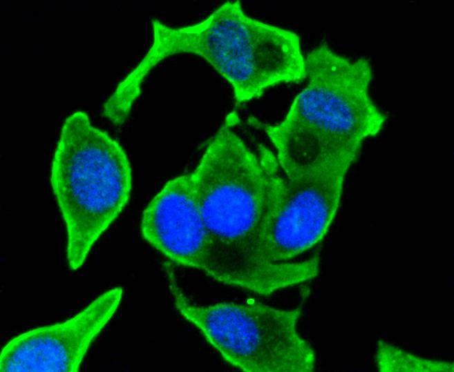 Anti-VEGFA Antibody (8D813)