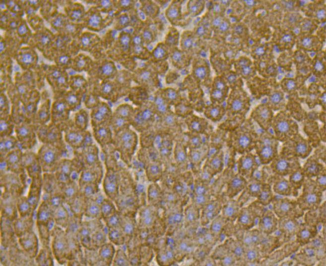Anti-VDAC1 Antibody (9P313)