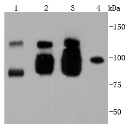 Anti-VE-Cadherin Antibody (2J224)