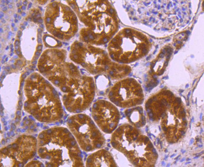 Anti-VEGFA Antibody (8D813)
