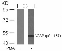 Anti-Phospho-VASP (Ser157) Polyclonal Antibody