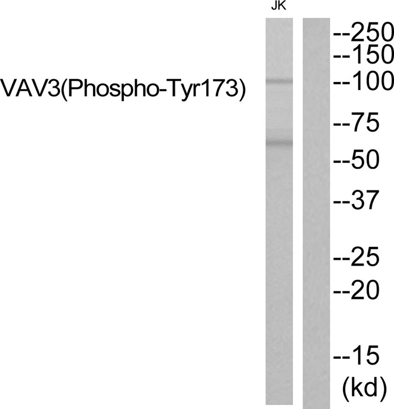 Anti-Phospho-VAV3 (Tyr173) Polyclonal Antibody