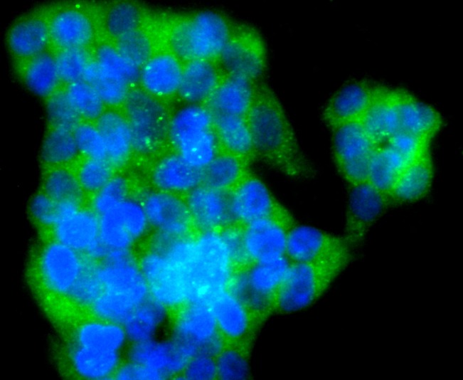 Anti-VAMP8 Antibody (4K35)